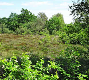 Impressionen aus den Cuxhavener Küstenheiden