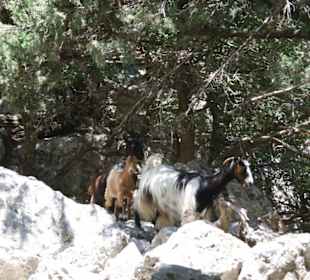 Ziegen in der Imbros Schlucht