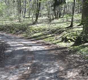 Waldlehrpfad an der Lauter