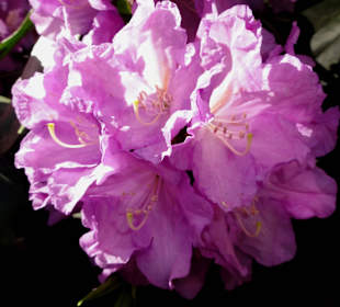 Spaziergang durch den Rhododendronpark im Mai