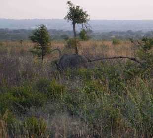 Krüger Nationalpark