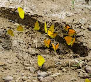 Schmetterlinge, Big Bend Nationalpark
