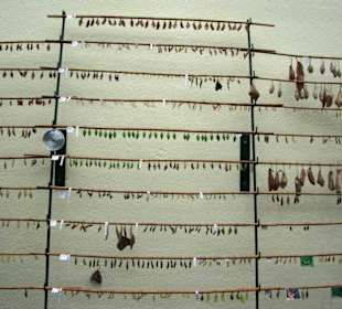 Schmetterlingshaus Brut