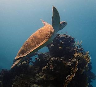 Green Turtle