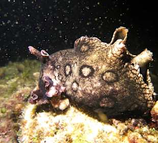 Foto-Tauchen auf Teneriffa mit Martin Majewski