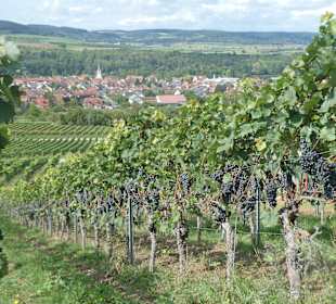 Weinbergwanderung am Johannisberg in Thüngersheim