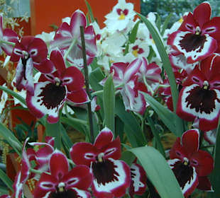 Sonderausstellung Orchideen