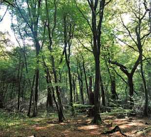 Eindrücke aus dem Neuenburger Urwald