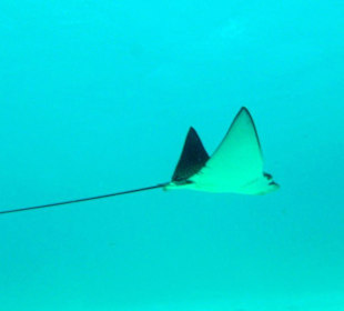 Unter Wasser bei Abu Dabab