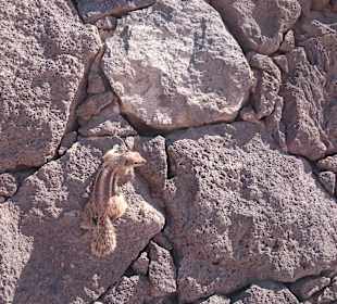 Streifenhörnchen in Morro Jable