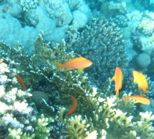 Okoli hotelu/zahrada/vyžití