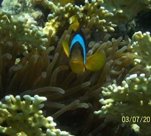 Nemo 
