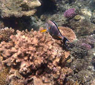 Fische vom Hausriff Tulip Resort