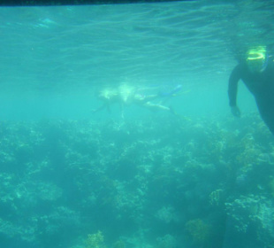 Seltsame Fische