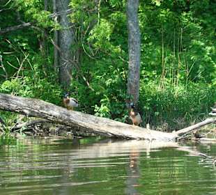 Malownicza rzeka Krutyń