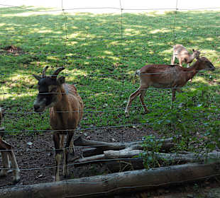 Wildpark Osterzgebirge
