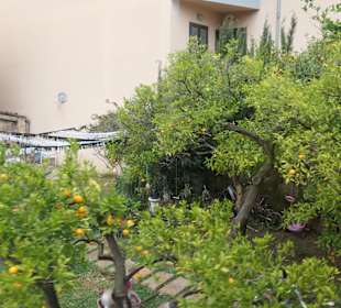 Im Tal von Sóller, dem Tal der Orangen