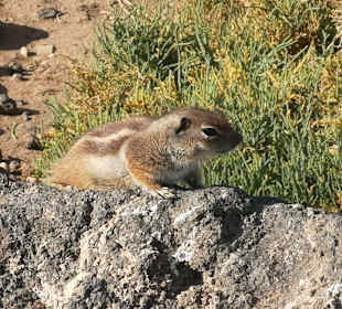Leuchtturm Morro Jable