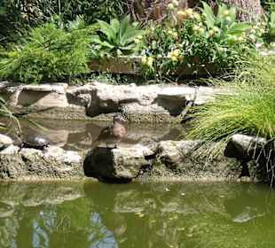 Parc la palmerie a Elche 