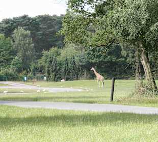 Serengeti Park Hodenhagen