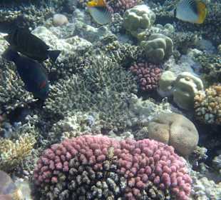 Unter Wasser, am Riff. 