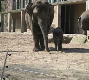 Elefantennachwuchs