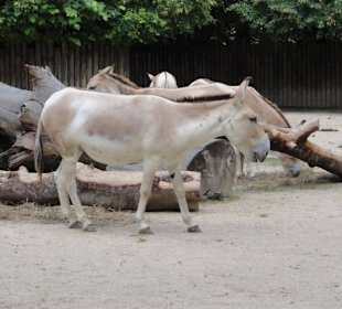 Zoologischer Garten 2016