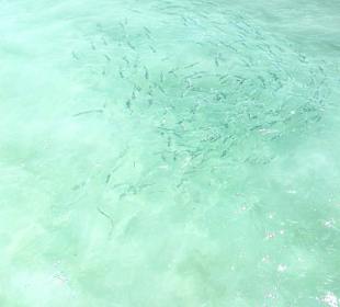 Super Stand und Meer