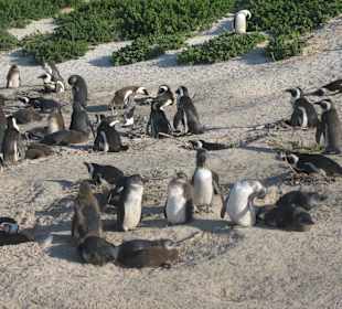 Boulders Beach