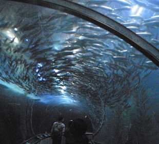 Aquarium of the bay