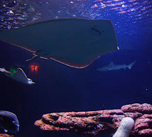 Ein risieger Rochen, Wunderschön...