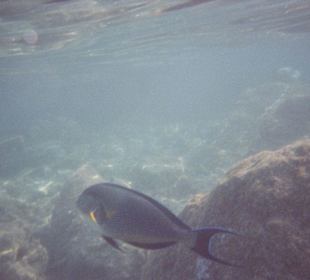 Arabischer Doktorfisch