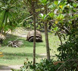 Schildkröteninsel Ile aux IAigrettes