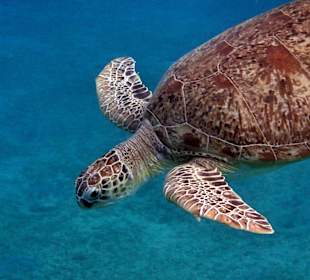 Viele Schildkröten täglich