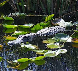 Miami Landgang Everglades
