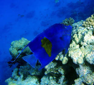 Arabischer Kaiserfisch