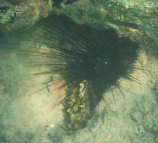 Seeigel im Riff versteckt
