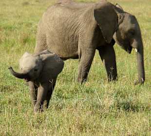 Mama Elefant und ihr Baby