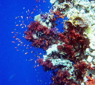 Weichkorallen in sämtlichen Farben bei der "Wand"