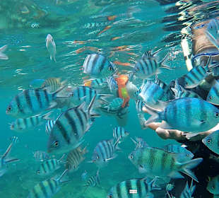 Schnorcheltrip mit Jebat