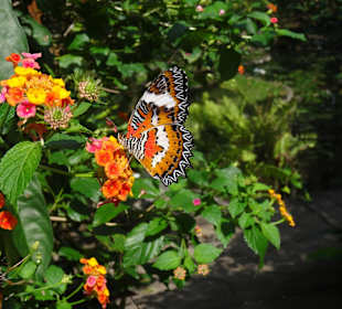 Ausflug mit Guide Otto Nusa Dua 2016: Schmetterlingsfarm