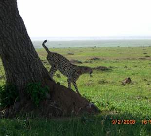 Gepard beim Stammbaum