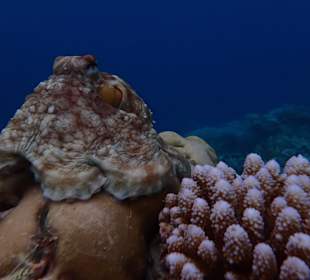 Oktopus