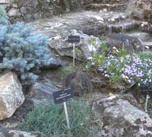 Real Jardín Botánico de Madrid