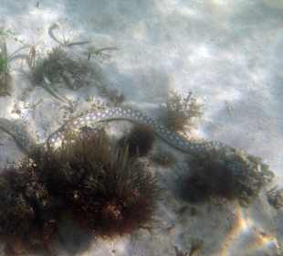 Schnorcheln Saint Ann's Bay