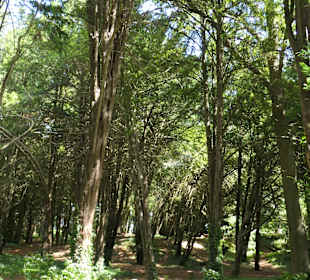 Auf dem ca. 264 Meter hohen Lousberg