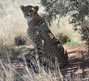 Gepard