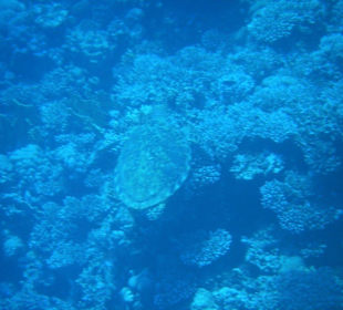 Schildkröte des Hausriffs