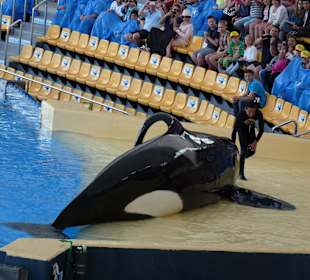 Orca Ocean Show