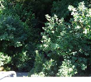 Stadtrundgang Waldshut